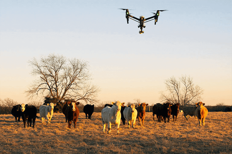 Drone Counting Cattle